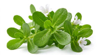 BacoMind® Brahmi (Patented)