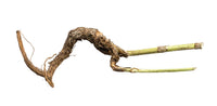 Inulin