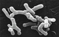 Bifidobacterium (4 strains)