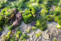 DHA- Algae Source