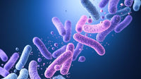 Lactobacillus (10 strains)